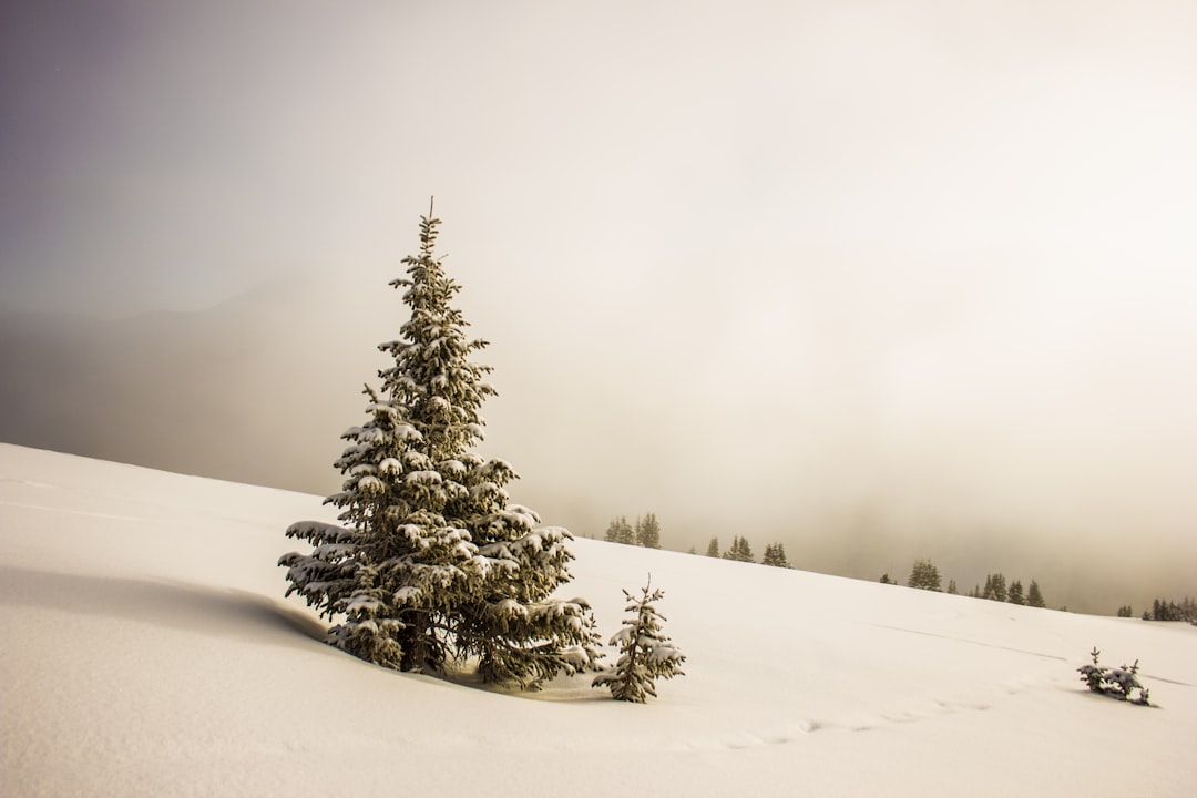 Photo Snowy landscape